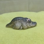 나는 무슨 <b>렌즈</b>를 껴도