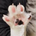 핑크 <b>젤리</b> 좀 보여주시겠어요?