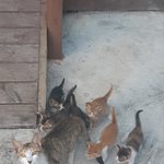 길고양이 밥을 줬더니 ~~