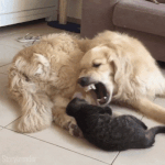 고양이를 한입에 집어삼키는 <b>맹수</b>.