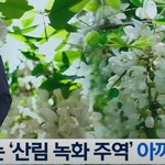 여러분 아카시아 <b>나무</b>가 사실은 가짜 이름이었다는거 아십니까?