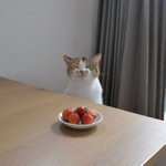 어허! 기다려 아직이야.jpg