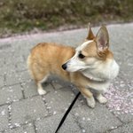 꼬물이 <b>거물</b>이로