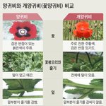 마약으로 쓰이는 <b>양귀비</b> 실제로 본 사람 있어????