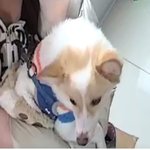 [강아지] 애견카페를 오신 손님한테 어이없는 일을 당했습니다. 우리...