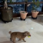 [드루와] 우리집 강아지 개커<b>엽지</b>않냐