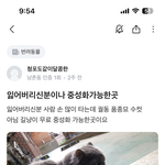 회색 품종묘 유기아이 가족이 되어주실분