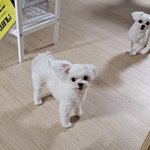 [댓글부탁해] 우리집 강아지 진짜진짜 귀엽다