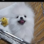 <b>카</b><b>광</b> 강아지 개귀엽다