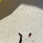 [어케생각해] 맘스<b>터치</b> 벌레? 패티에서 나온거 좀 봐주세요