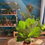 <b>식물</b>과 햇빛의 조합 역시 옳다 옳아