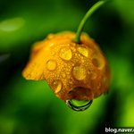 [사진] <b>물방울</b> 접사