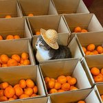 과일 사세요 <b>싱싱</b>한 과일이 왔어요