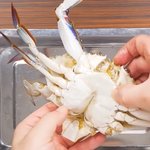 살아있는 <b>꽃게</b>를 어케  잡나요??