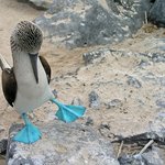 망충하게 생긴 걸로는 세계 1위인 것 같은 새