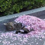 '꽃 <b>이불</b>' 덮고 <b>낮잠</b> 자요.jpg