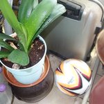 <b>뿌리</b>에서 자라난 새싹