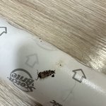 ㅈㅂ <b>바퀴</b>벌레 판단점 해줘..