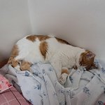 나의 동거묘 <b>도칠</b>이 집사 여름 새이불 쟁탈전..