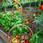 올해 우리 집 <b>텃밭</b>에 뭘 심었냐면