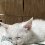 [댓글부탁해] 못난이 냥이 이름지어줘