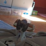 <b>미묘</b> 인가용?