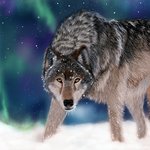 [어케생각해] 취미로 그린 <b>늑대</b> 그림