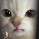 얘 <b>해린</b>같다