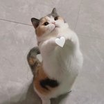 이제