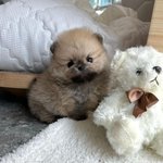 너네는 <b>지코</b> 호감임?