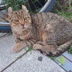 고양이 <b>기엽</b>지?ㅎㅎ