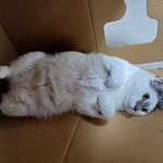 눕기 좋아하던 <b>둘리</b>는 .. 지금도 .. 누워요