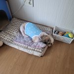 <b>강쥐</b> 옷샀어