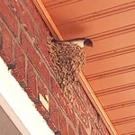 <b>제비</b>는 진짜 빨리 크구나