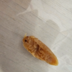 [소비자고발] [혐주의] 라면은 메이저를 먹어야 하는 이유