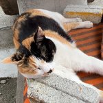 [드루와] 너네 고양이 보고싶음?