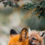 <b>여우야</b> <b>여우야</b> 모하니