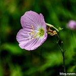 [사진] <b>분홍</b>낮달맞이꽃