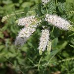 애플<b>민트</b> 꽃