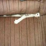 고양이는 정말 알 수 없는 <b>동물</b>이구나