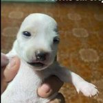 요즘 진짜 살면서 <b>개현</b>타오는거 뭔지앎?