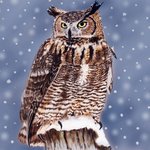 [어케생각해] 취미로 그린 수리<b>부엉이</b> 그림