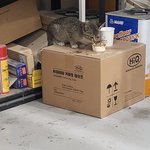 방탈죄송합니다)아기 길고양이 어떻게 해야할까요?