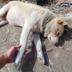 ㅇㅂ에 대구 공장개 <b>불쌍</b>함