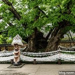 [국내여행] <b>안동</b> 하회마을 삼신당 신목