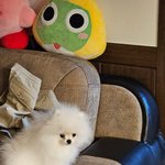카광 강아지 미모긴 <b>하다</b>