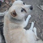 우리집 마당<b>개보</b>고가