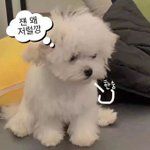 개나발<b>불지</b>마라