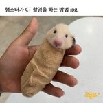 햄스터 <b>CT</b> 촬영 하는 방법.jpg