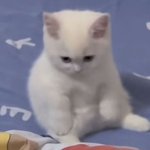 뭐? 바보멍<b>충이</b>똥개말미잘?